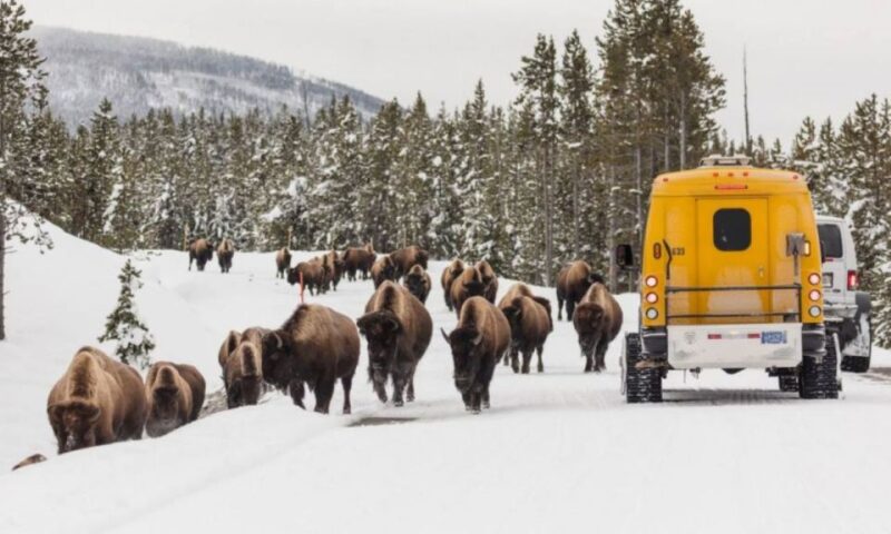 Jackson: 4-Day Grand Teton & Yellowstone Winter Tour - Logistics: Meeting Points, Transport, and Group Size