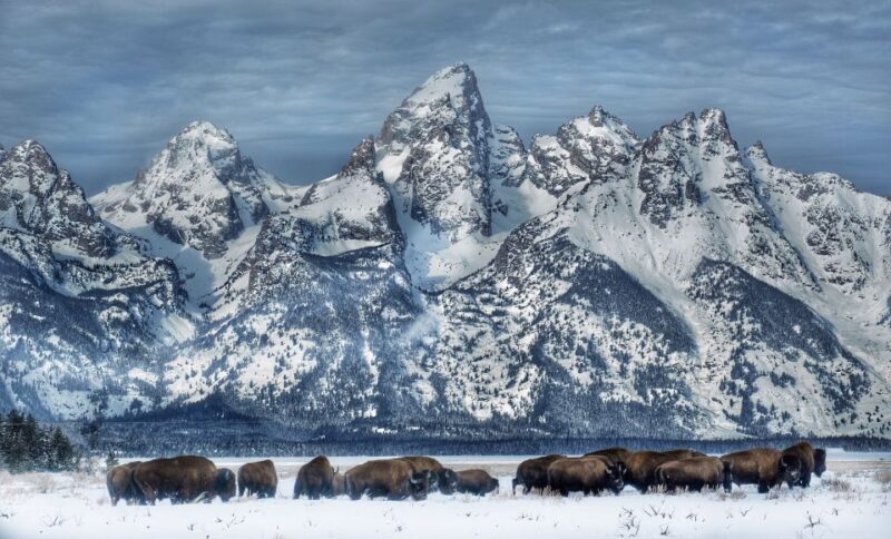 Jackson: Grand Teton and National Elk Refuge Winter Day Trip - Starting Point: Hotel Pickup in Jackson, Teton Village, or Wilson