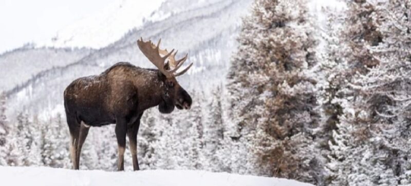 Jackson: Grand Teton and National Elk Refuge Winter Day Trip - The Scenic Beauty of Jackson Hole and the Surroundings