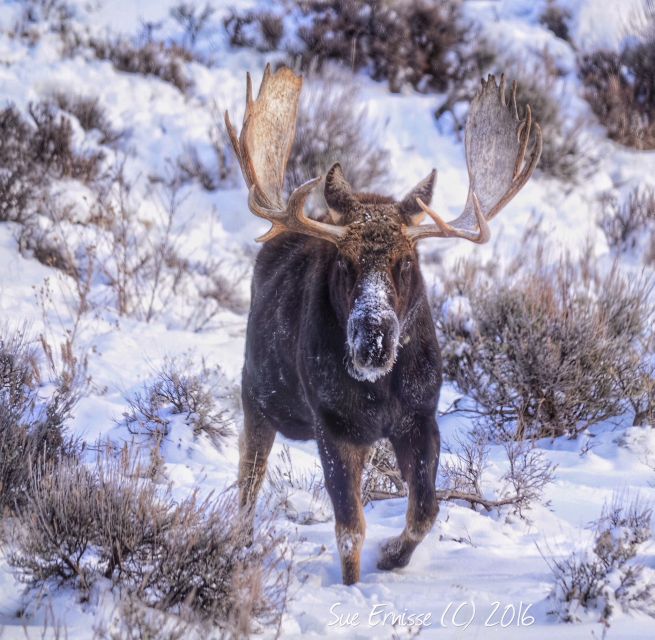 Jackson: Grand Teton and National Elk Refuge Winter Day Trip - Value and Overall Experience