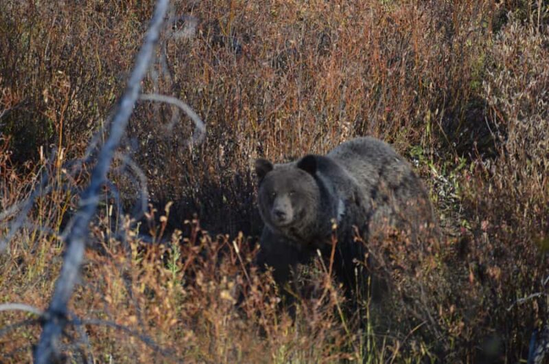 Jackson: Grand Teton National Park - Van Tour - Key Points