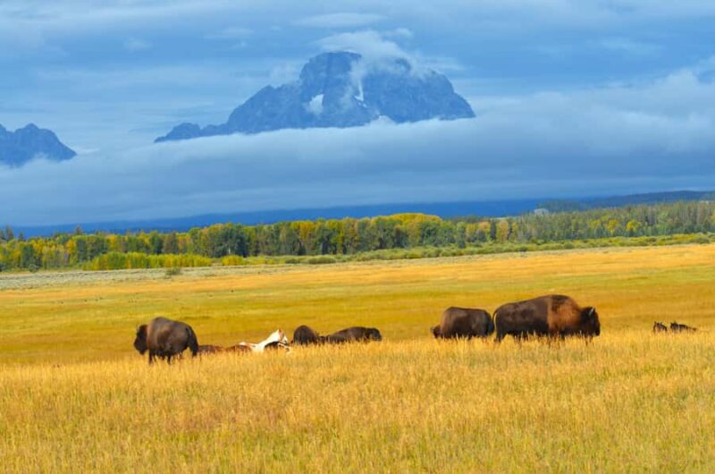 Jackson: Grand Teton National Park - Van Tour - Visiting Iconic Sites Like Mormon Row and Signal Mountain
