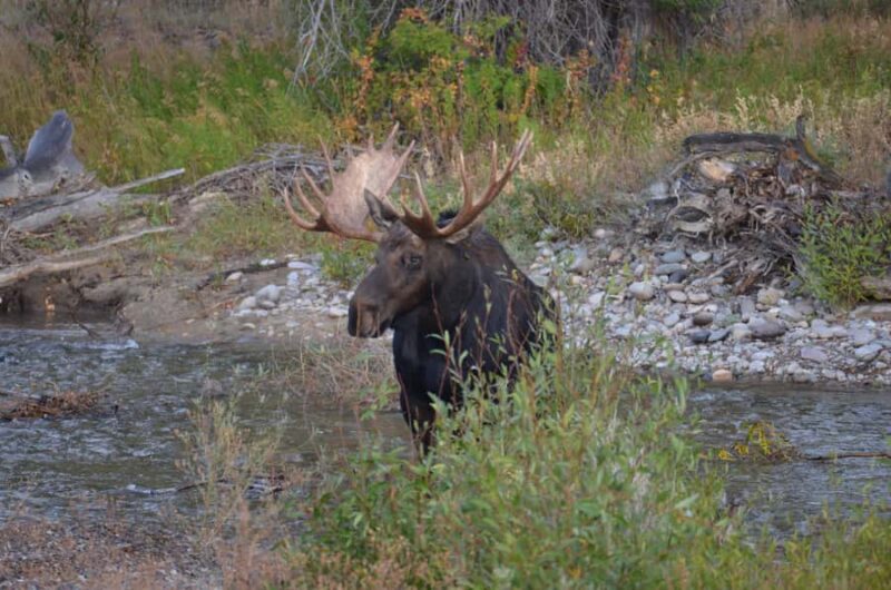 Jackson: Grand Teton National Park - Van Tour - Wildlife Viewing Opportunities in the Parks