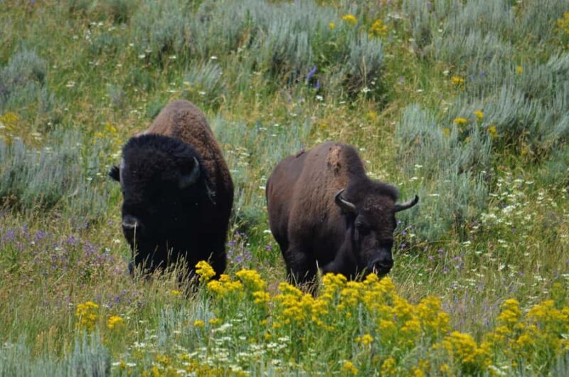 Jackson: Grand Teton National Park - Van Tour - Suitability and Accessibility Considerations
