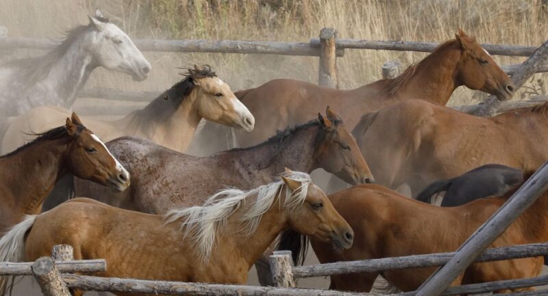 Jackson Hole: Bridger-Teton National Forest Horseback Ride - Comfortable and Well-Trained Horses