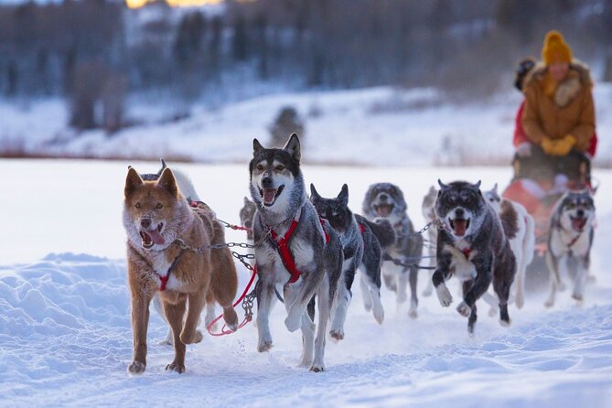 Jackson Hole Dog Sledding Adventure - Key Points