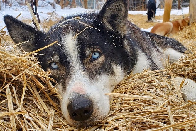 Jackson Hole Dog Sledding Adventure - The Scenic Beauty of the Buffalo Fork River and Surroundings