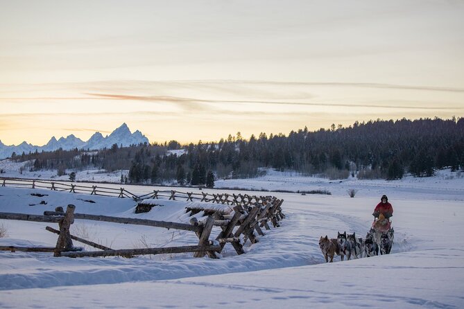 Jackson Hole Dog Sledding Adventure - The Role of the Guides and the Well-Trained Sled Dogs