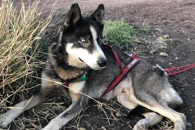 Jackson Hole Dog Sledding Adventure - Practical Details: Meeting Point, Group Size, and Weather Tips