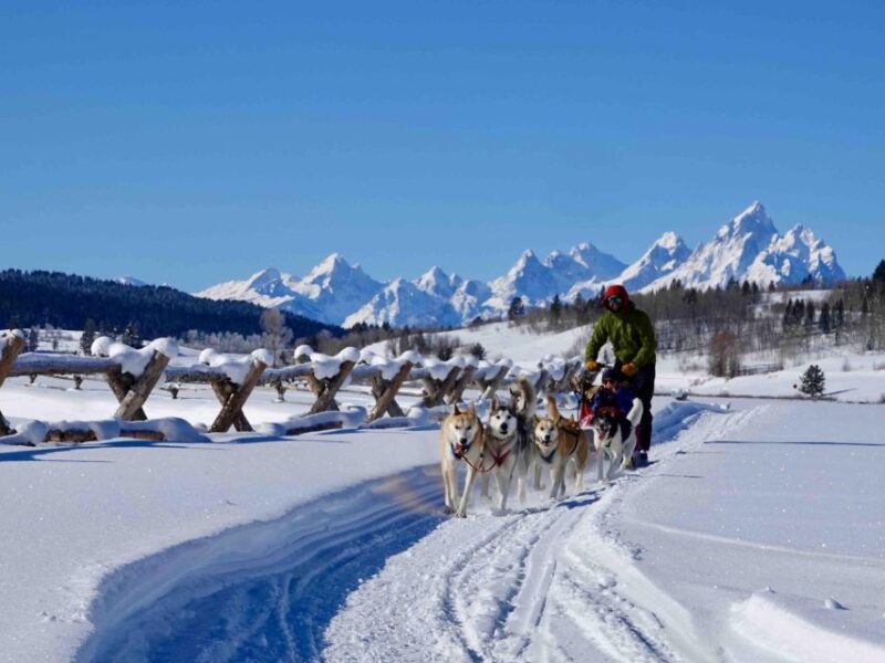 Jackson Hole: Dogsledding Tour with Hot Chocolate - Key Points