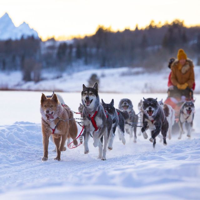 Jackson Hole: Dogsledding Tour with Hot Chocolate - Exploring the Scenic Trails of Heart Six Ranch