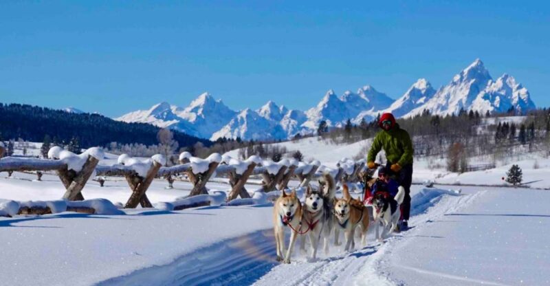 Jackson Hole: Dogsledding Tour with Hot Chocolate - The Guide and Dog Team Dynamics