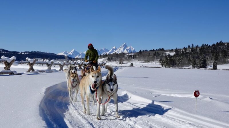 Jackson Hole: Dogsledding Tour with Hot Chocolate - Logistics and Practical Tips for Participants