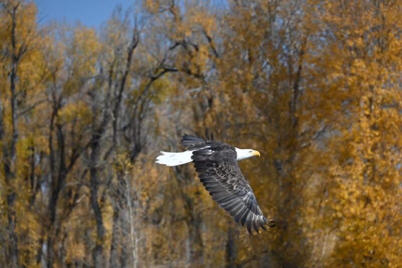 Jackson Hole: Snake River Scenic Float Tour with Chairs - Wildlife Watching from the River