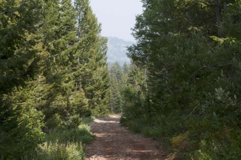 Jackson Hole: Teton Range ATV Tour with Picnic Lunch - Key Points