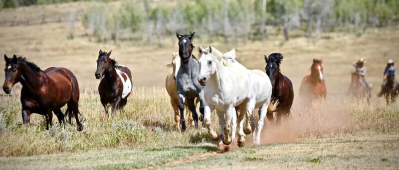 Jackson Hole: Teton View Guided Horseback Ride with Lunch - Value and Booking Flexibility