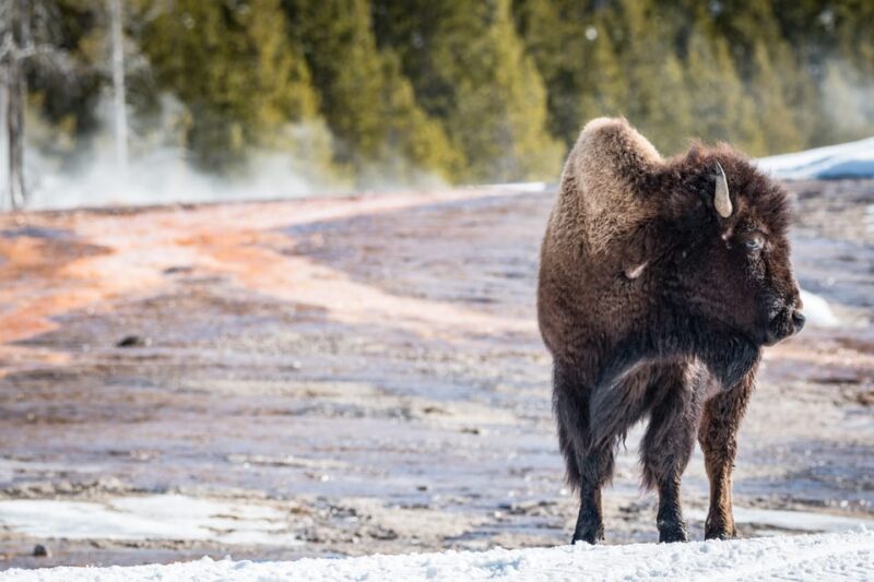 Jackson: Yellowstone Snowcoach Tour to Old Faithful - Dining in the Wilderness: Grab and Go Breakfast and Lunch