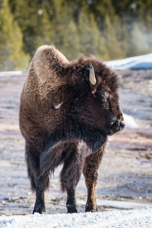 Jackson: Yellowstone Snowcoach Tour to Old Faithful - Practical Tips and Considerations for the Snowcoach Tour