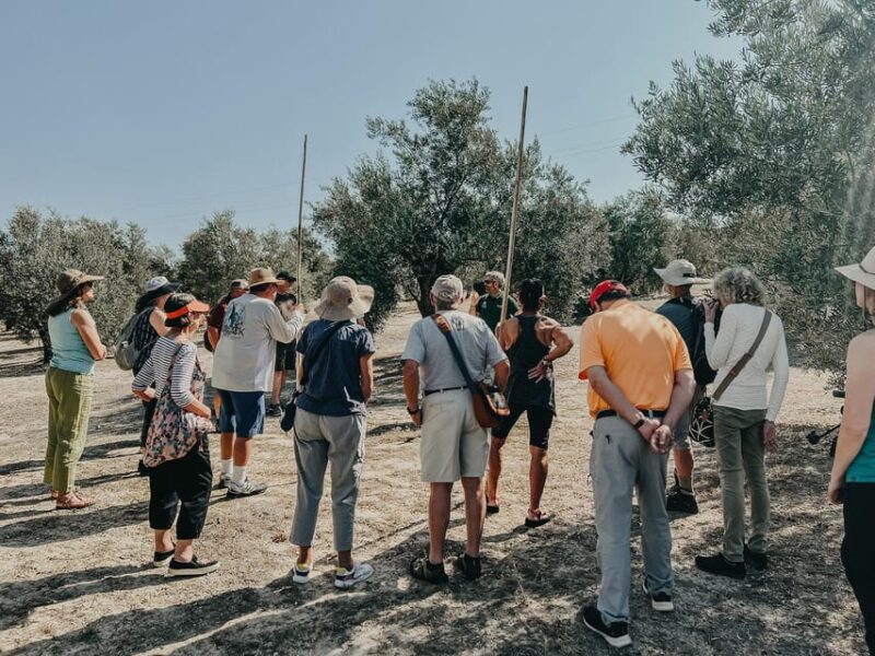 Jaén: Guided Olive Grove Tour - Inside the Olive Mill: From Reception to Extraction