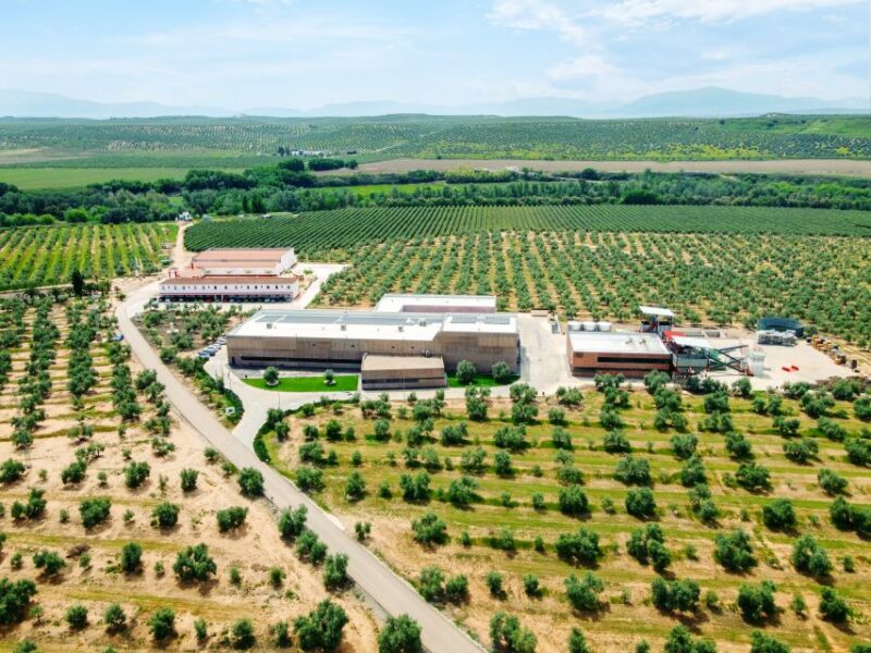 Jaen: Olive oil tour with the 5 senses, grove and tasing - Practical Details: Meeting Point and Duration