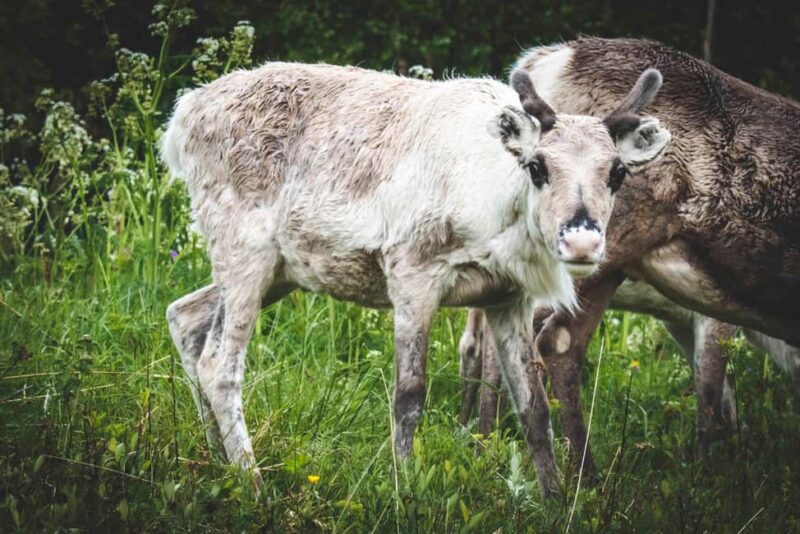 Jämtland: 4-Day Midsummer Hiking Tour with Guide - Key Points