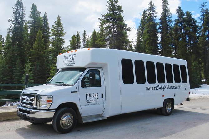 Jasper Evening Wildlife Tour - Physical Requirements and Accessibility