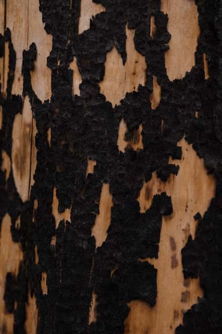 Jasper: Guided Wildfire Hike with Lunch - Starting Point at the Old Fort Point Parking Lot