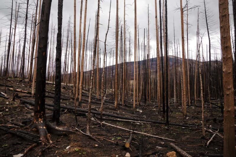 Jasper: Guided Wildfire Hike with Lunch - Booking and Cancellation Policies
