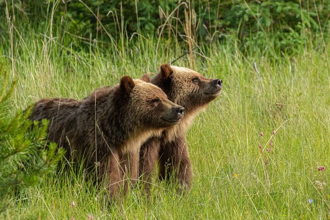 Jasper National Park Tour Maligne Valley, Medicine Lake with Walk - Maligne Lake Shore Walk and Wildlife Opportunities