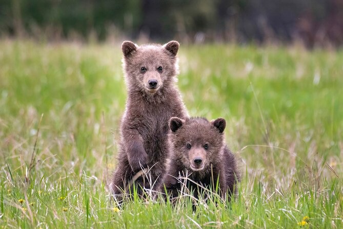 Jasper National Park Tour Maligne Valley, Medicine Lake with Walk - Convenience of Pickup and Group Size