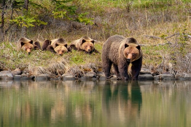 Jasper National Park Tour Maligne Valley, Medicine Lake with Walk - The Walk at Maligne Lake: Short but Meaningful