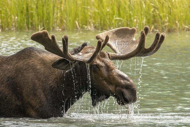 Jasper National Park Tour Maligne Valley, Medicine Lake with Walk - Practical Tips for the Tour