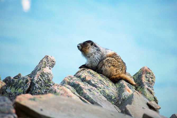 Jasper SkyTram - Logistics and Practical Tips for Visiting