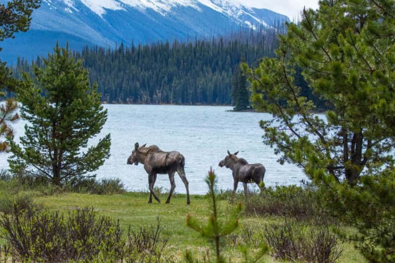 Jasper: Wildlife and Sightseeing Tour with Lakeshore Hike - Maligne Lake: Scenic Walks and Breathtaking Views