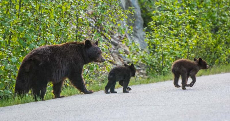 Jasper: Wildlife and Sightseeing Tour with Lakeshore Hike - The Impact of Wildfires on Maligne Canyon