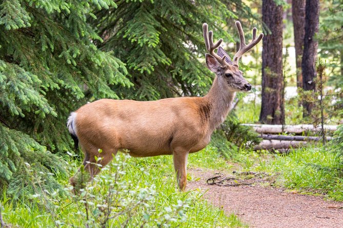 Jasper Wildlife and Waterfalls Tour with Maligne Lake Hike - Maligne Lake: Lakeshore Walk and Scenic Vistas