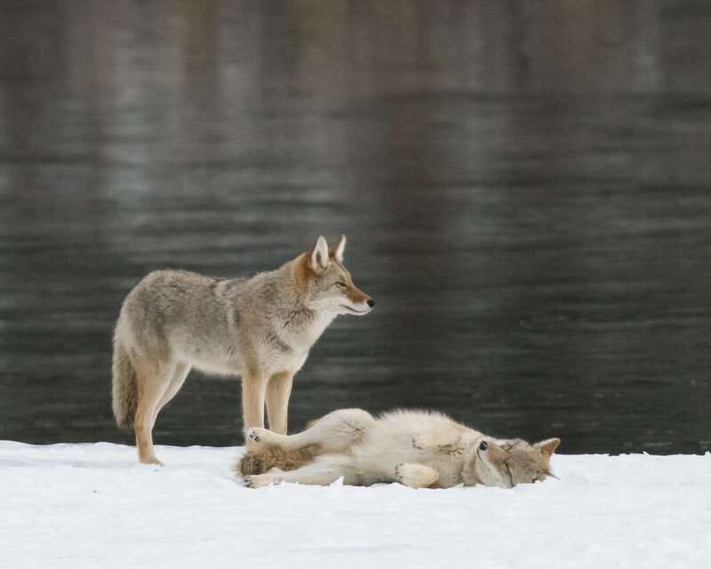 Jasper: Winter Wildlife Bus Tour in Jasper National Park - Starting Point: Hotel Pickup and Drop-off in Jasper