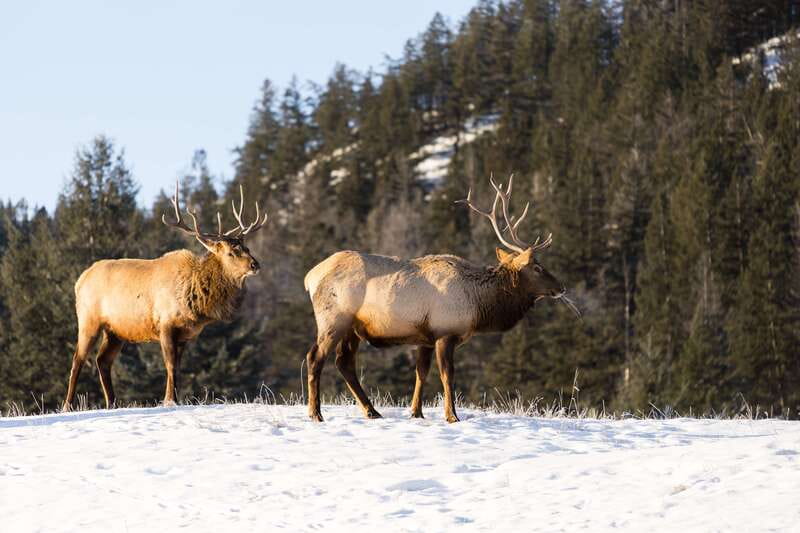 Jasper: Winter Wildlife Bus Tour in Jasper National Park - What Makes This Wildlife Tour Unique?