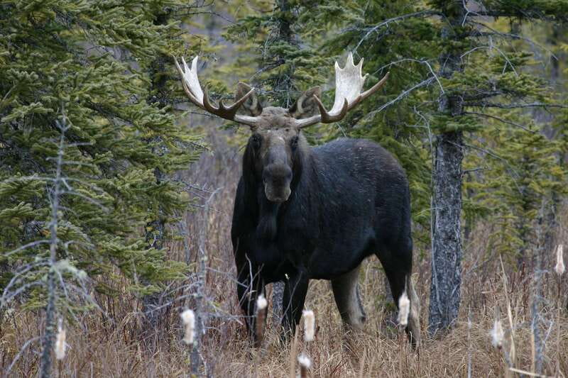 Jasper: Winter Wildlife Bus Tour in Jasper National Park - Scenery and Photo Opportunities Along the Athabasca Valley