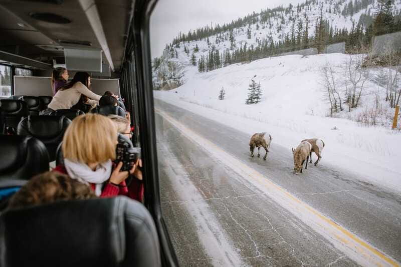 Jasper: Winter Wildlife Bus Tour in Jasper National Park - The Role of the Guide in Enhancing the Experience