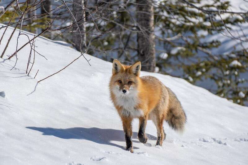 Jasper: Winter Wildlife Bus Tour in Jasper National Park - Booking and Flexibility Options