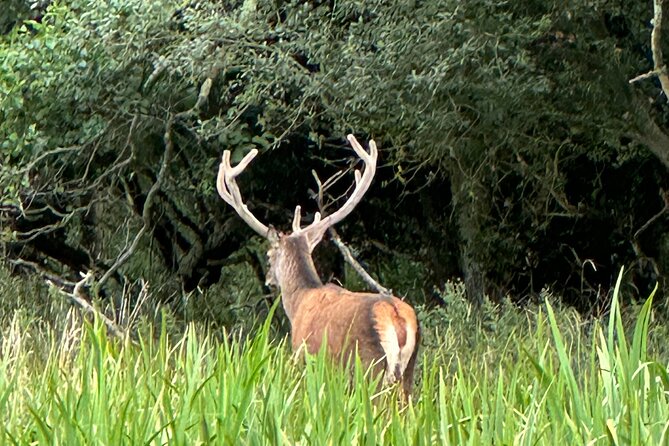 Jaunting Car Tour in Killarney National Park - Logistics and Booking Considerations