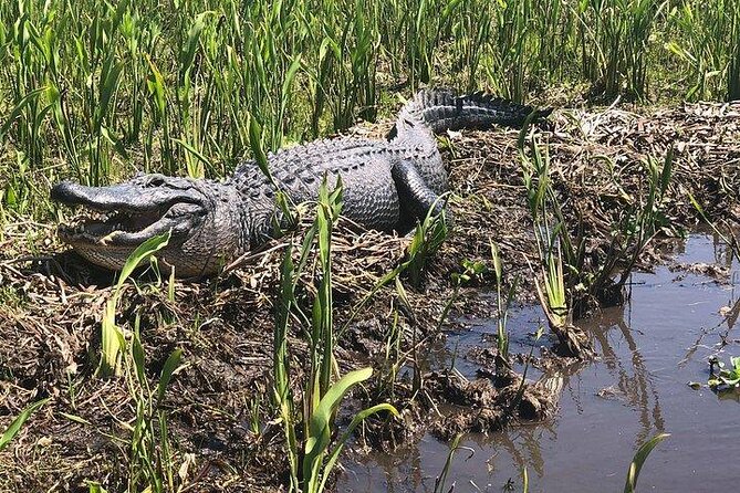 Jean Lafitte 90-Minute Swamp and Bayou Boat Tour - Explore Louisiana’s Wetlands on a Comfortable Pontoon Boat