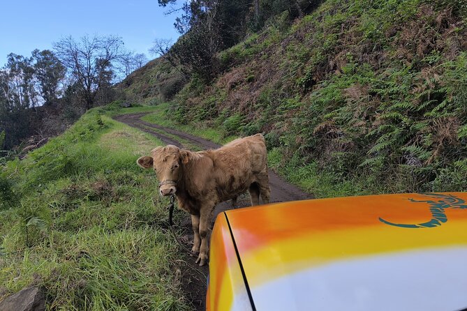 Jeep Adventure to Volcanic Pools & UNESCO Forest Treasures - Scenic Stops Along the Rugged Northwest Coast