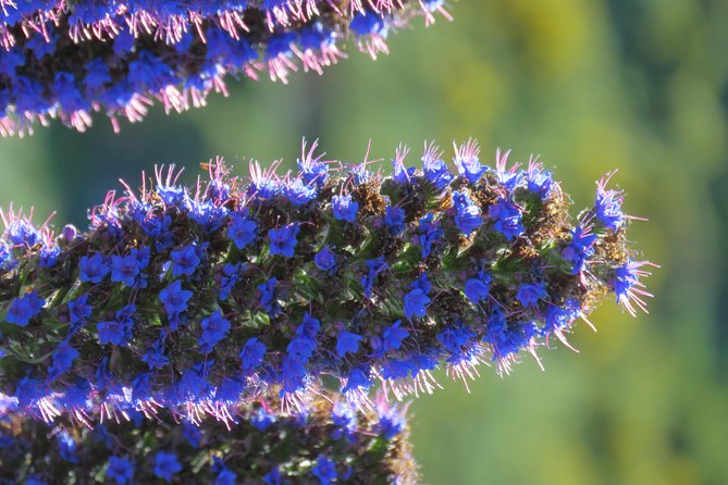 Jeep Adventure to Volcanic Pools & UNESCO Forest Treasures - Practical Details and Additional Costs