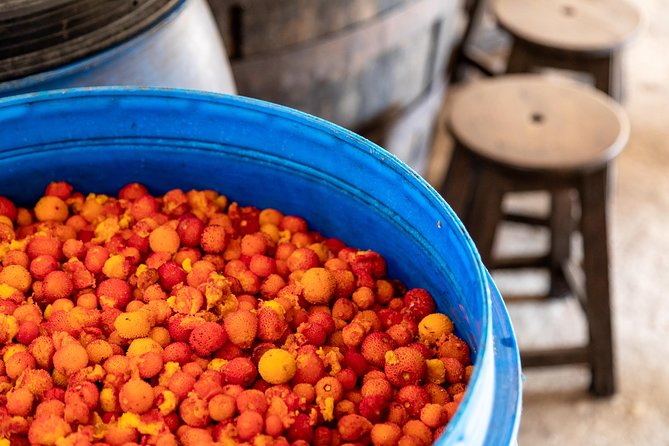 Jeep Safari #1 in Algarve - Honey and Medronho Tasting Experience