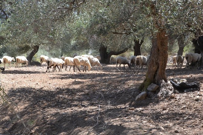 Jeep Safari 4x4 Crete real off road mountain tracks with Lunch from Hersonissos - The Experience Guides and Personal Touch