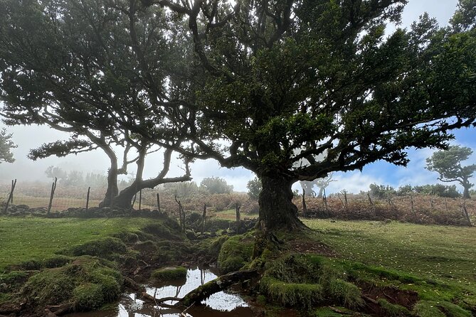 Jeep Safari 4x4 West Madeira - Porto Moniz - Fanal - Cabo Girão - Lunch and Swimming at Porto Moniz’s Natural Pools
