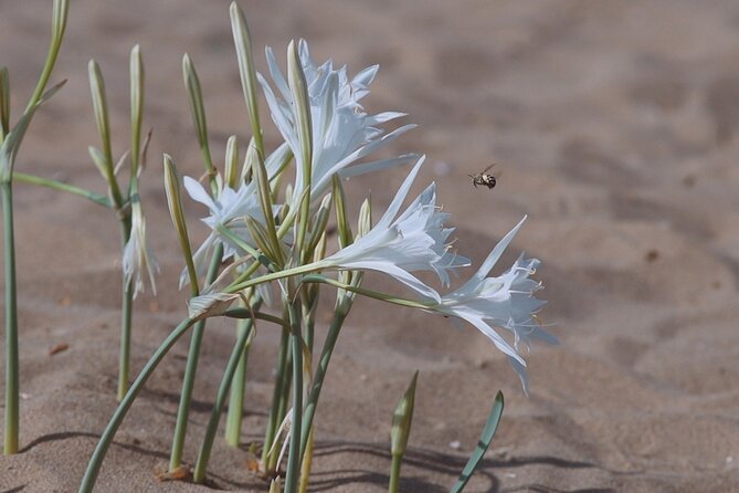 Jeep Safari Akamas from Paphos - Exploring Avakas Gorge: Cyprus’s Natural Wonder