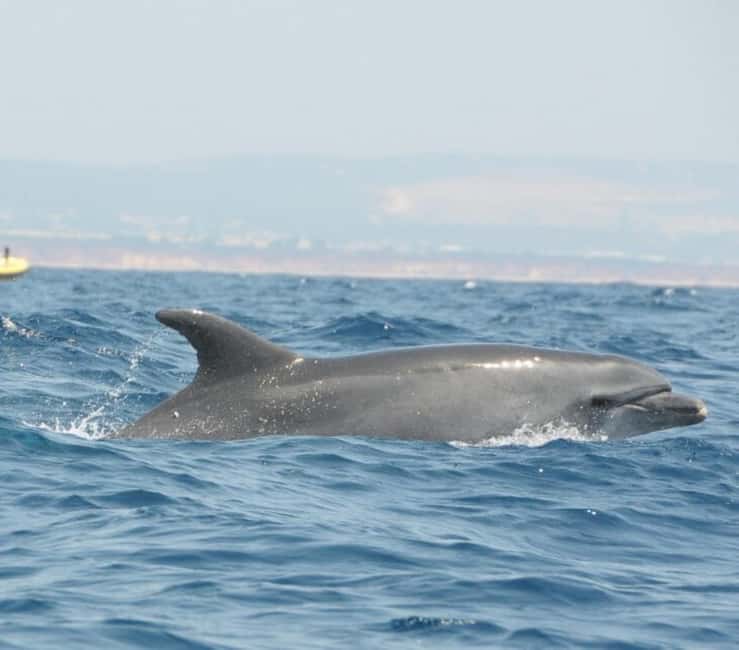 Jeep Safari & Benagil Boat Tour - What Makes This Tour Stand Out